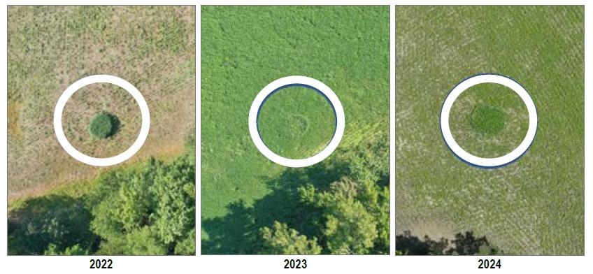 Three images showing aerial image of soybean field with exclosure cage in 2022, 2023, and 2024. 2022 image shows near complete grazing damage by deer outside of exclosure. 2023 show strong soybean crop outside of exclosure when repellents were applied. 2024 shows moderate soybean crop outside of deer exclosure.