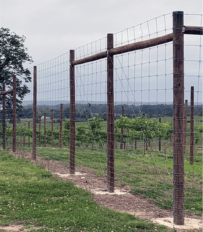 A 8' tall permanent wire fence protecting a grape orchard.