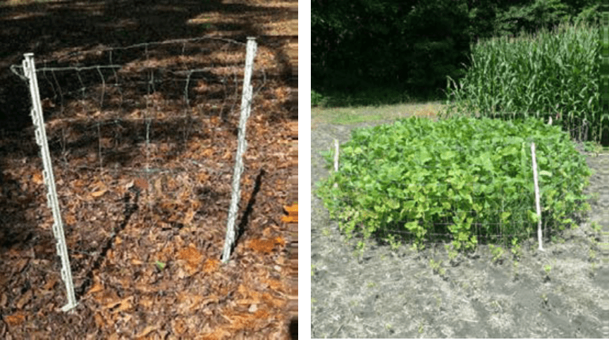  A deer exclosure cage made using field fence and step-in stakes protecting a young dogwood tree (right), and on the left is a deer exclosure cage made using field fence and step-in stakes protecting a 10' diameter circle of soybeans with all soybeans grazed down outside the exclosure. 