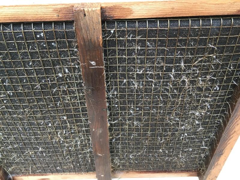 Fine white roots begin to grow through the mesh bottom of a Salad Box.