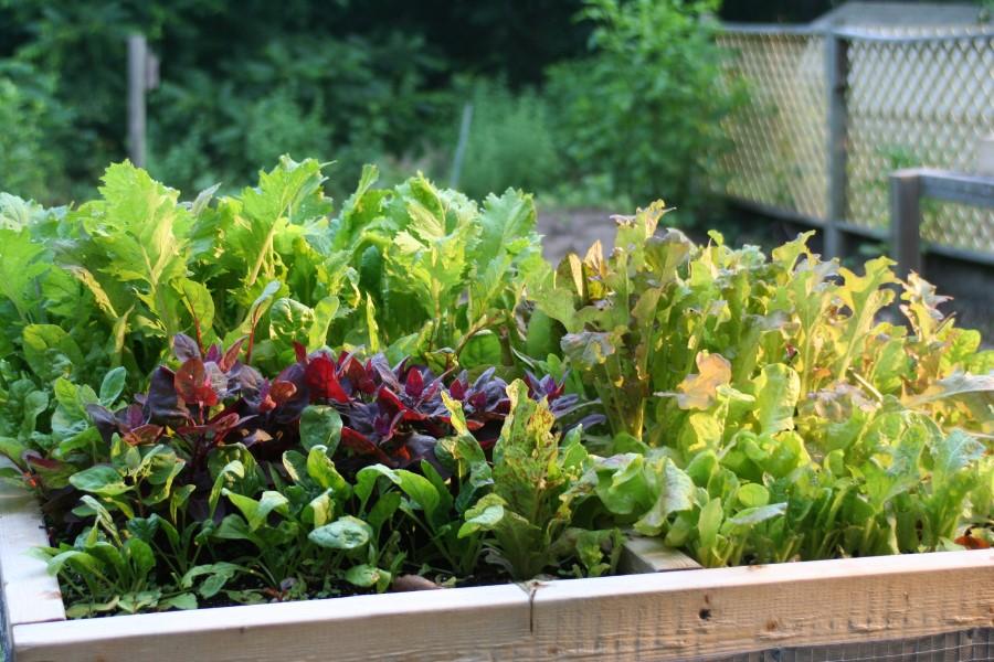 The top of a Salad Table filled with a variety of red and green lettuce plants ready for harvest.