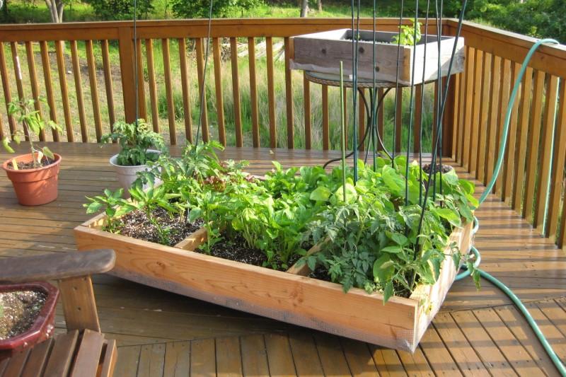 A table-sized Salad Box with casters on its base, sitting on a large sunny deck near a garden hose.