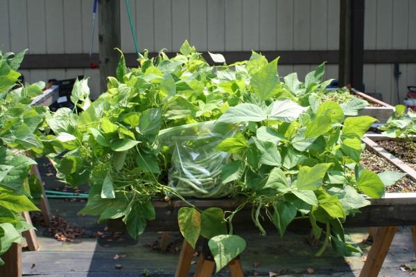 Harvested bush beans that were grown in a Salad Table frame built with 2x4 lumber. A 1-gallon-sized bag of harvested pods sits on the front of the table.