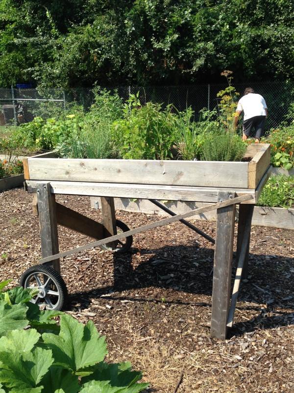 A variety of herbs growing in a small wooden Salad Table. One end of the table has wheels mounted to the legs.