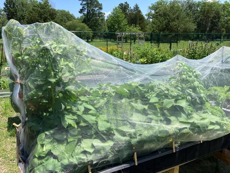 A large container of vegetable plants, supported on wooden legs, is snugly covered by see-through fine white netting.