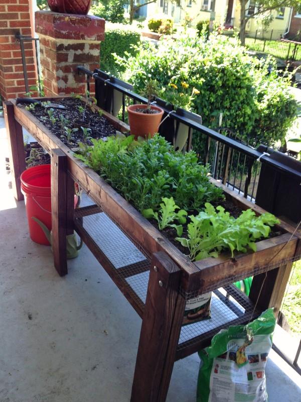 Salad greens growing in a narrow Salad Table, located on a shaded porch in summer.