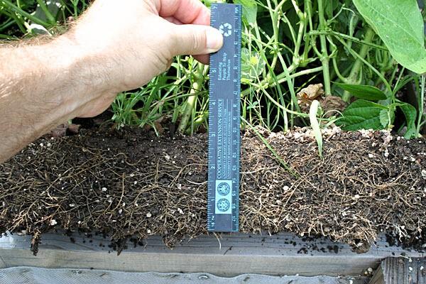 Side view of bush bean roots growing throughout the potting mix that filled a Salad Table to a 3-inch depth.