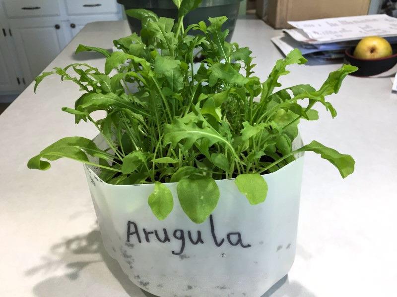 Arugula plants grown indoors in the bottom half of a one-gallon plastic milk jug.