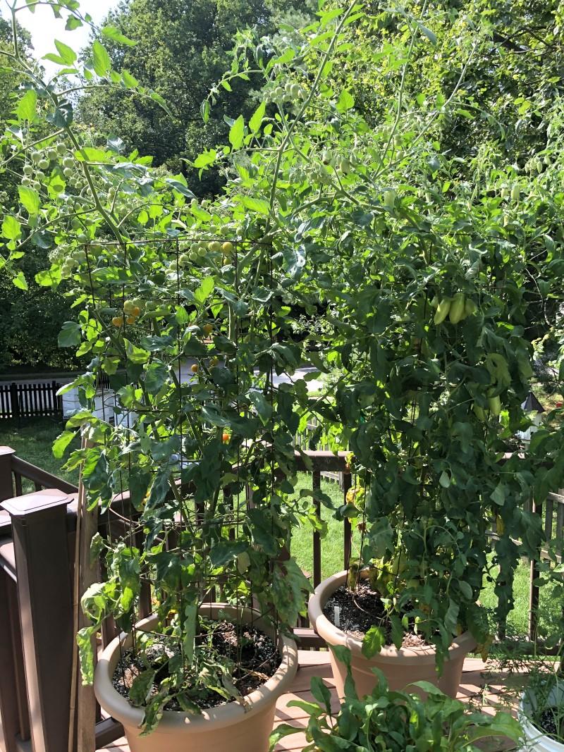 Tall tomato plants growing in two 25-gallon pots on a sunny deck.