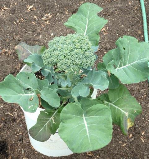 A mature broccoli plant growing in a standard 5-gallon plastic bucket.