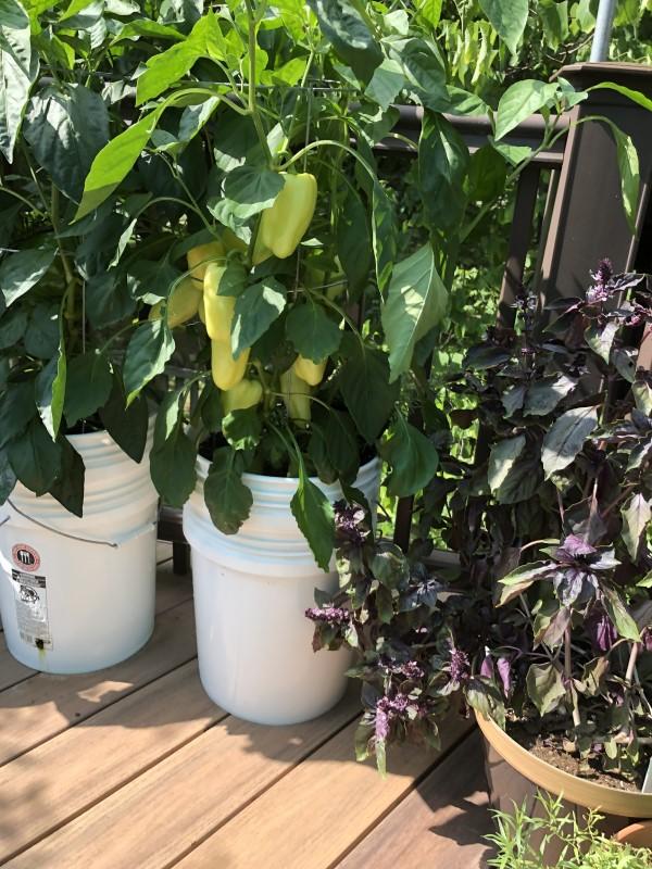 Two pairs of 5-gallon plastic buckets set up as self-watering planters. Each 2-bucket set contains one mature pepper plant.
