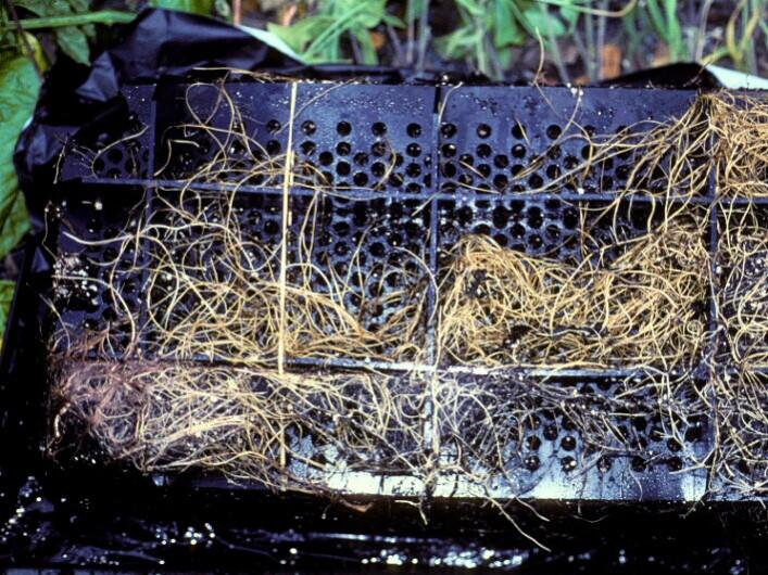 Abundant light-colored roots growing through drainage plate perforations inside the base of an EarthBox container.