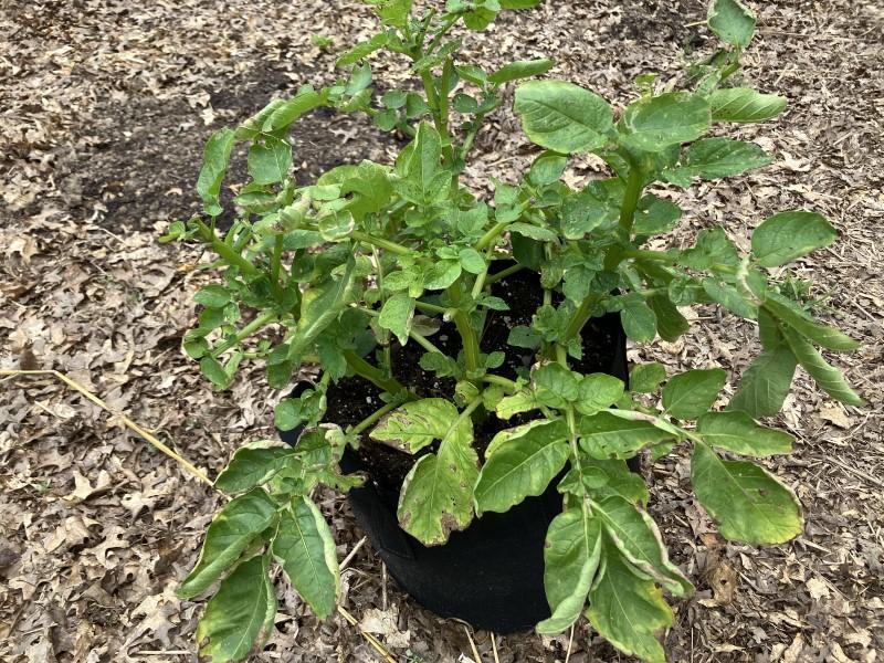 Three potato plants growing in a 5-gallon fabric bag.