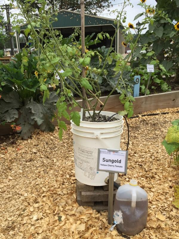 Two plastic 5-gallon buckets nested inside each other. A short plastic tube inserted near the bucket base forms a spout to a one gallon milk jug, which is holding runoff water.