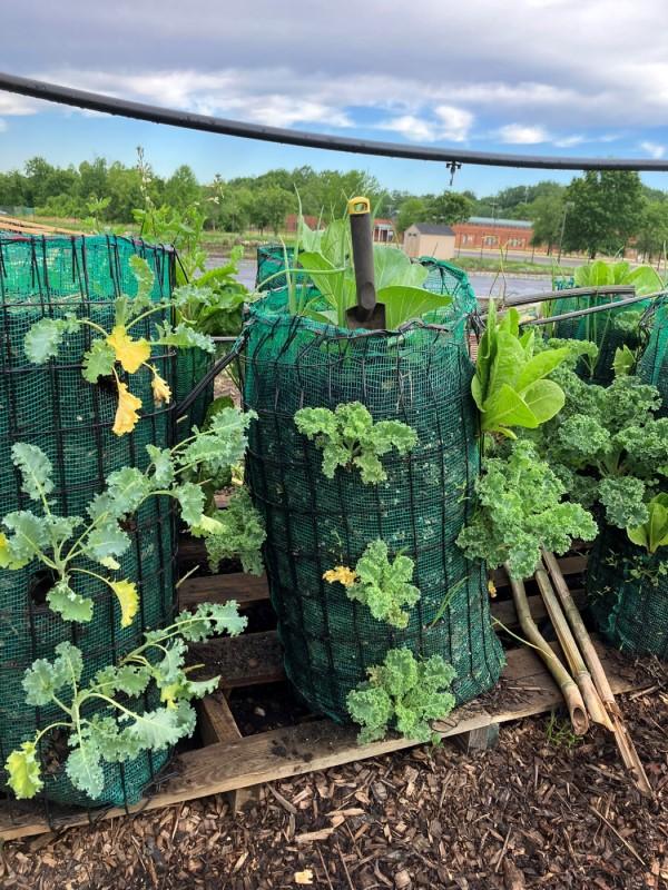 Mesh cylinder made from stiff plastic fencing lined on the interior with finer-meshed produce bags. Vegetable transplants are grown in cutouts on the sides of the sack.