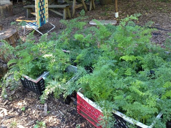 Multiple plastic milk crates with plastic trash bags lining their insides, filled with potting mix and carrot plants.