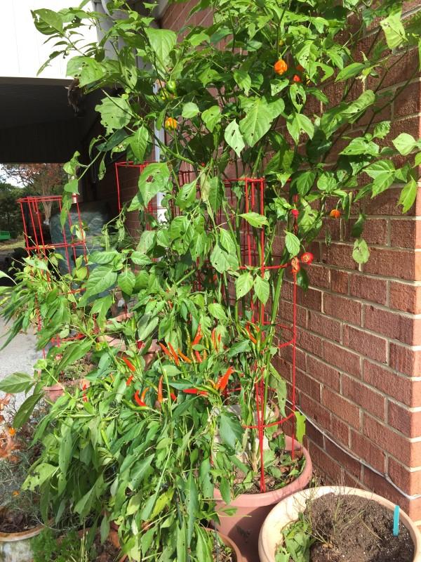 Several pepper plants in containers placed close to a brick wall.