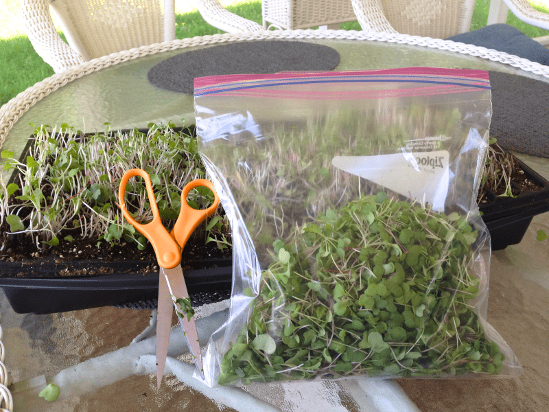 A tray of harvested microgreens, a pair of scissors, and a gallon-size zip-top plastic bag half-filled with microgreens.