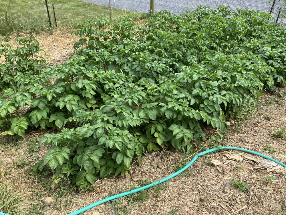 Potato plants growing in two rows in a garden bed level with the surrounding soil.