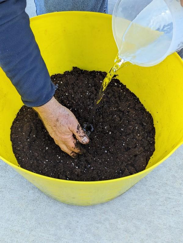 Water is poured from a pitcher into a garden tub holding potting mix. One hand is used to churn potting mix into the stream to wet it.