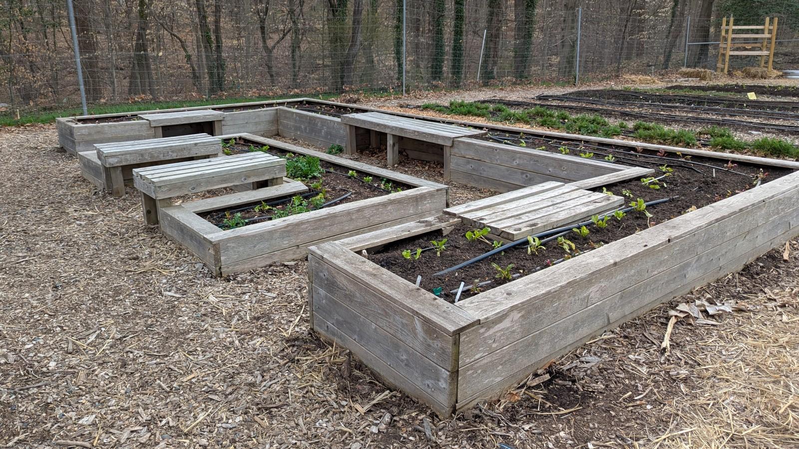 Two wooden raised beds built in a U shape, with integrated seating areas on the inner walls. Small young vegetable plants, recently planted, fill the beds. Irrigation tubing is laid on top of the soil.
