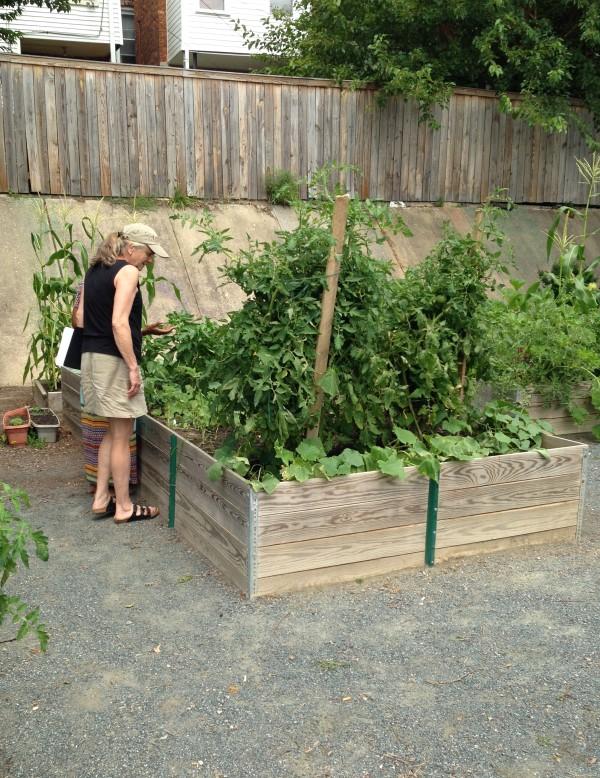 A large wooden raised bed planted with vegetables built on a hard, crushed stone surface.