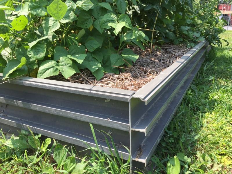 Corner view of grooved fiberglass boards forming the sides of a shallow raised bed housing vigorous vegetable plants.