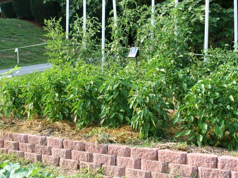 Brick-like decorative concrete blocks staked in a staggered pattern several blocks high to form a raised bed housing multiple bushy vegetables.