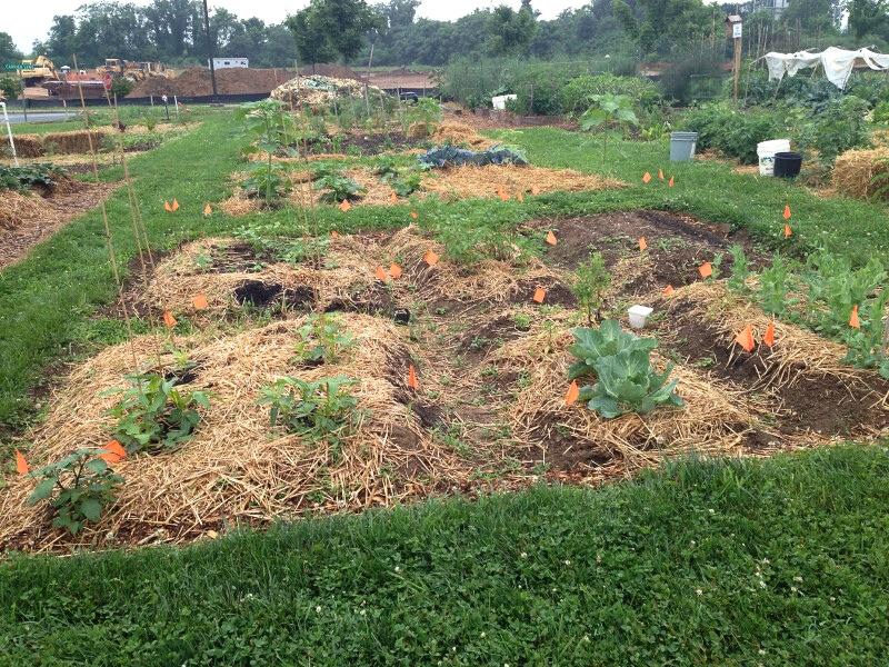 Distinct mounds of soil several feet wide, mulched in straw, where vegetables are planted. Paths of turfgrass separate the beds.