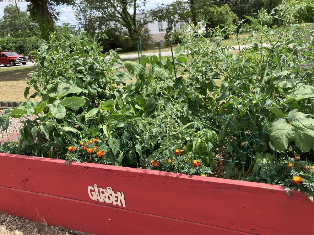 Wooden raised bed painted red, planted with vegetables and marigolds.