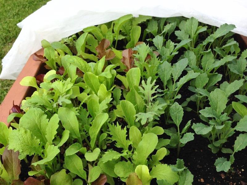 A mixture of young salad greens growing outdoors in a recessed wooden table top. The plants are spaced 2 to 3 inches apart.