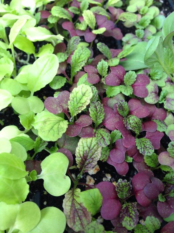 Magenta spreen seedlings have solid burgundy cotyledons and burgundy-veined true leaves.