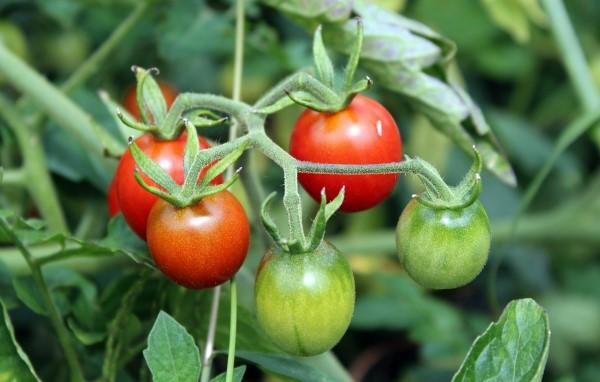 A cluster of ripening tomato fruits on a tomato plant.