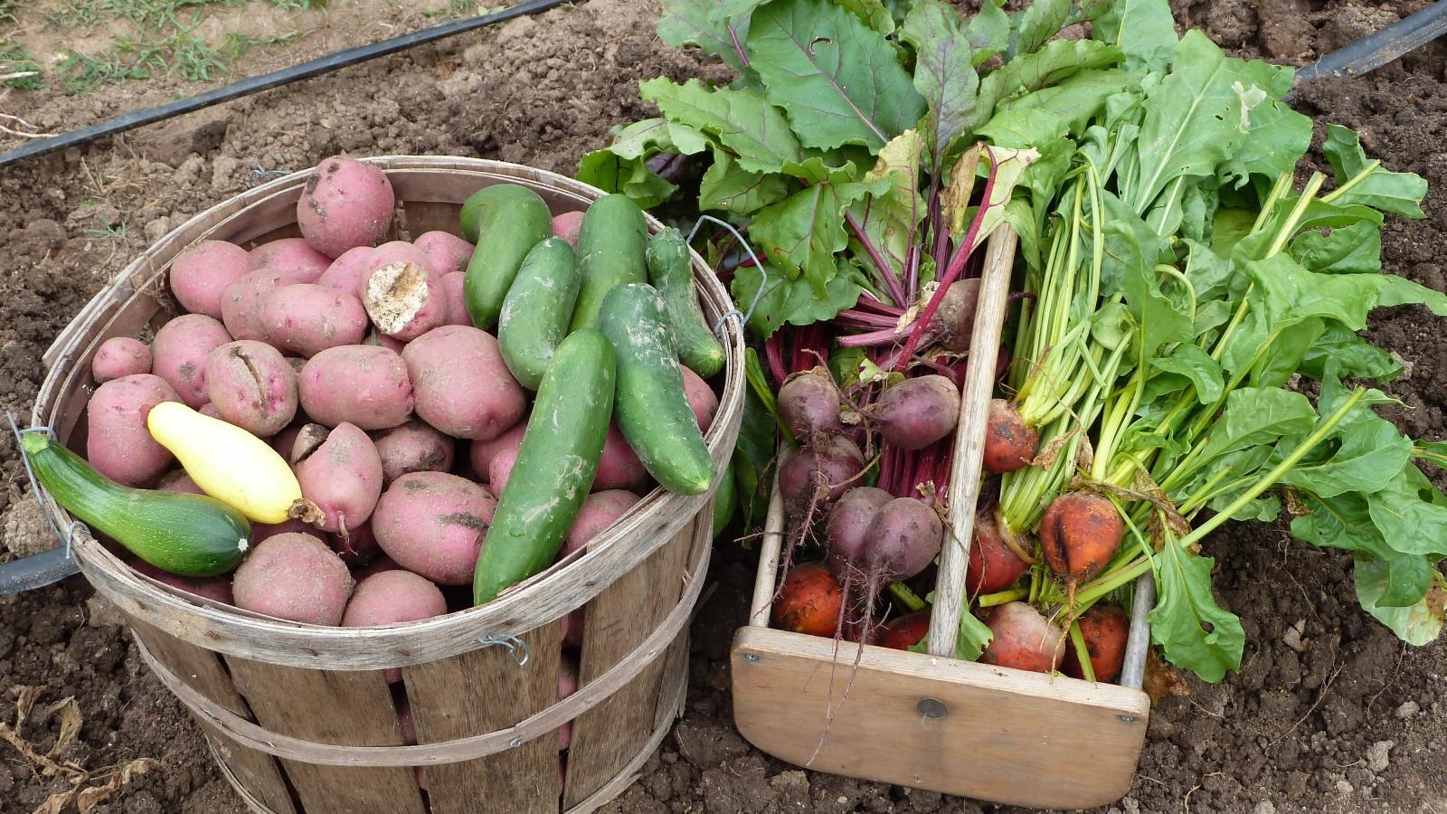 Harvested home-grown potatoes, cucumbers, and squash in a bushel basket and a wooden box with red and orange beets with their leafy tops.