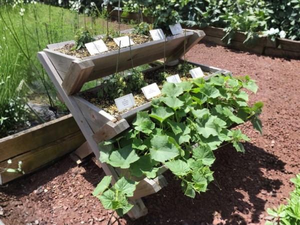 A freestanding wooden container with three offset trough-like tiers, planted with bush cucumbers and dwarf tomatoes.