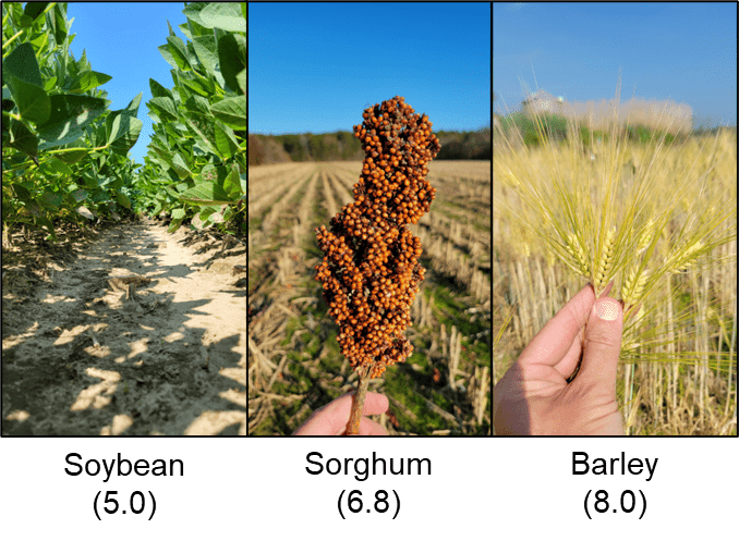 Three crops grown on Delmarva with their relative salt tolerance based on electrical conductivity of a paste extraction 
