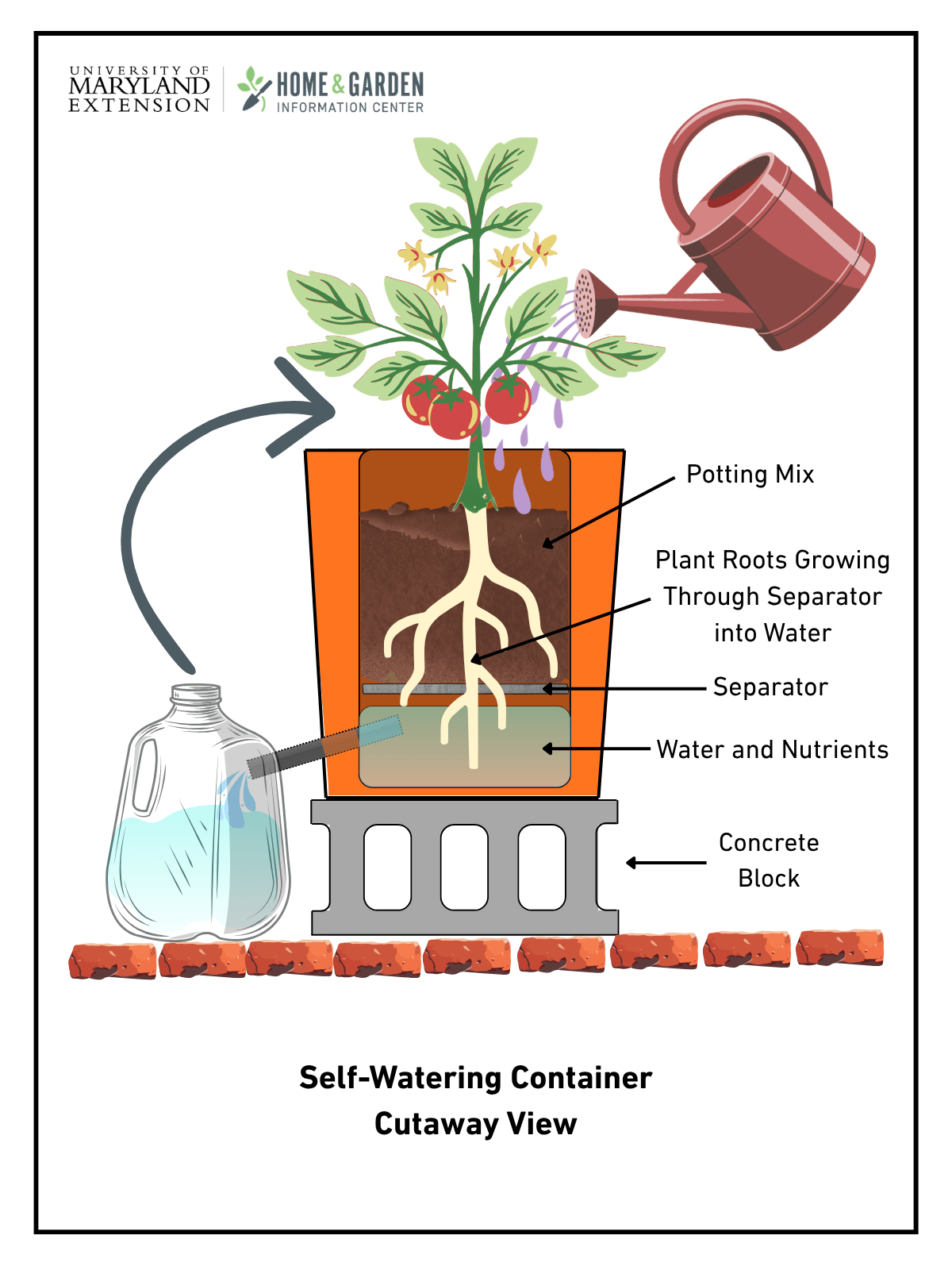 A cutaway diagram of a plant growing in a bucket, which is sitting atop a concrete block. Roots reach the bottom of the bucket, and a short tube connects the bottom side of the bucket to the upper side of a milk jug placed next to the concrete block. The jug holds extra liquid from the bucket until it’s used to water the plant.