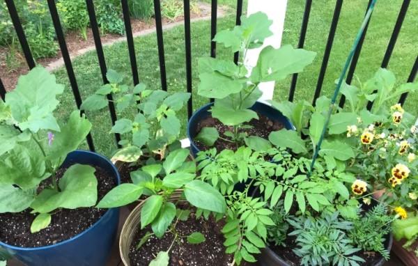 A grouping of containers growing vegetables on a deck.