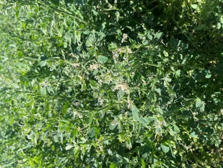 Alfalfa feeding injury on tips.