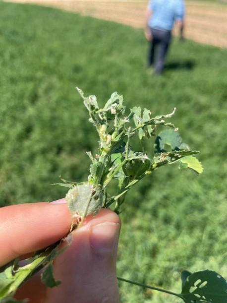 A hand holding a cluster of alfalfa with the tips showing Alfalfa weevil damage.