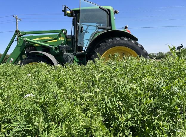 Green tractor parked in a dense field of leafy cover crops, viewed from ground level under a clear blue sky with power lines in the background.