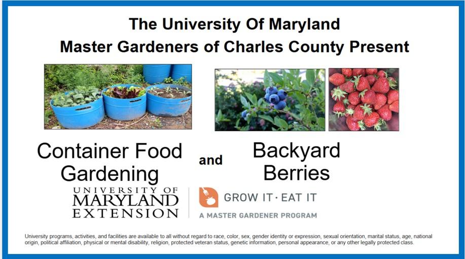 Plants in containers and photos of berries