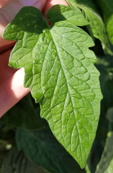 Tomato leaf with spider mite damage, showing fine yellow stippling and speckled discoloration across the leaf surface caused by mite feeding