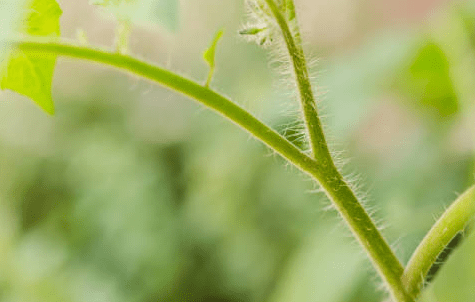 Close-up of a tomato plant stem covered with fine, hair-like trichomes, showing dense, white, fuzzy hairs along the green stem against a softly blurred green background.