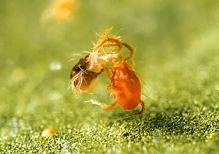 Close-up of a Phytoseiulus persimilis predatory mite feeding on a spider mite on a green leaf surface, showing the larger orange predatory mite grasping and consuming the smaller prey mite.