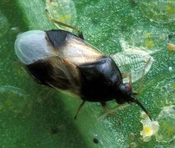 Adult minute pirate bug (Orius insidiosus) on a green plant surface, showing a small black-and-white body with folded wings, elongated head, and piercing-sucking mouthparts used for predation.