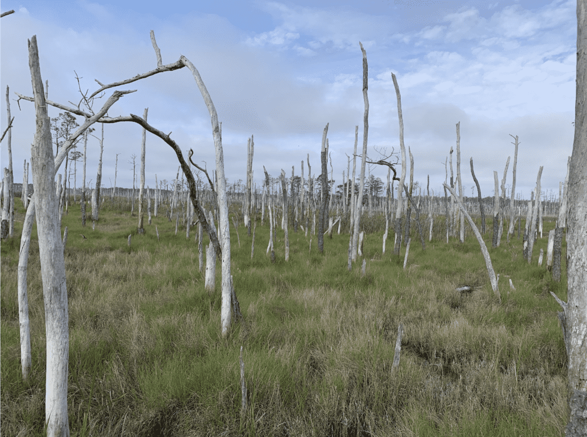 Photo of widespread tree mortality here is the result of long-term saltwater intrusion, where rising sea levels have poisoned the landscape