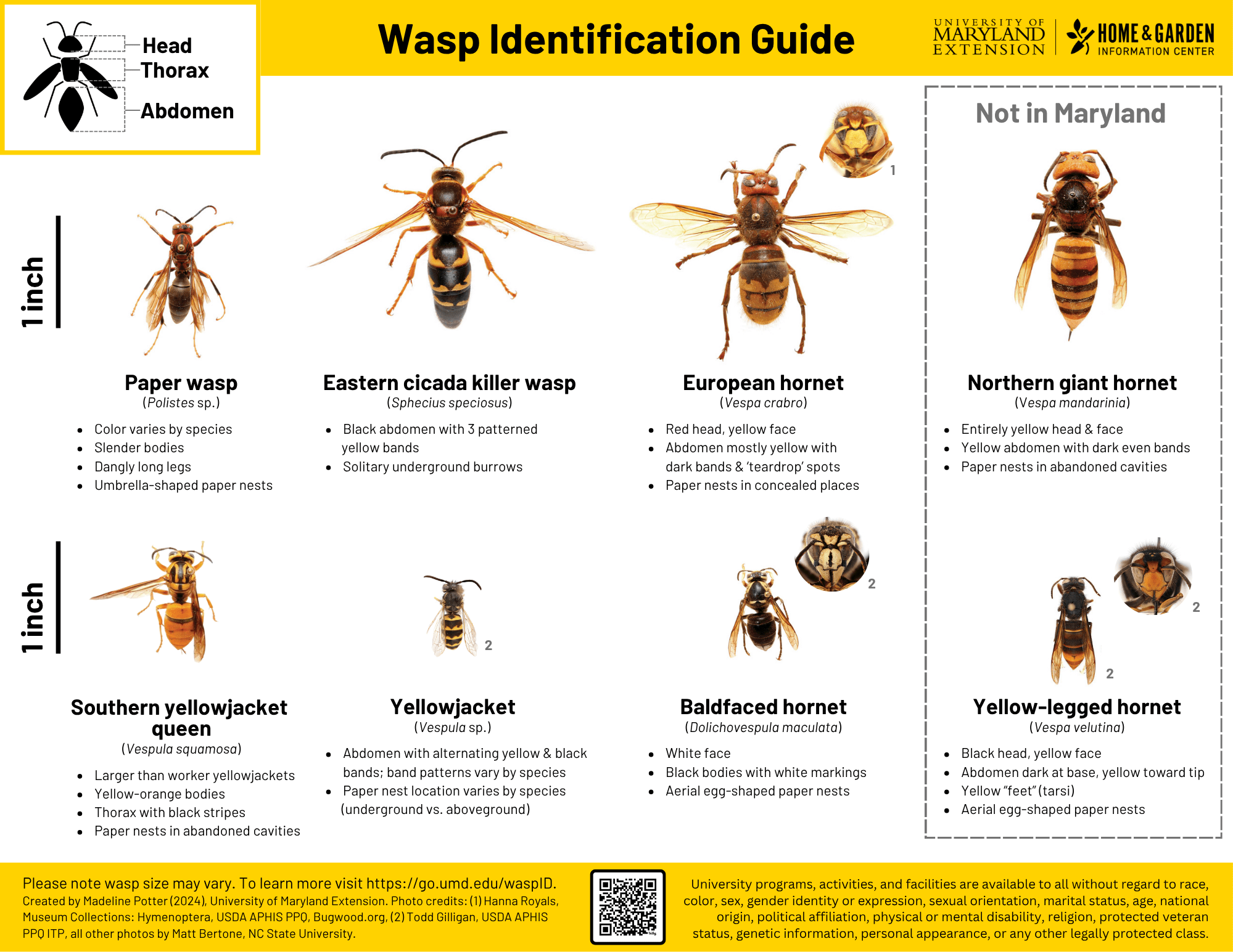 An image of the wasp identification guide pdf.