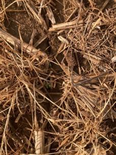 Frost-damaged soybean seedling emerging through residue, with brown plant debris surrounding the plant and early leaves showing stress and potential injury from freezing temperatures.