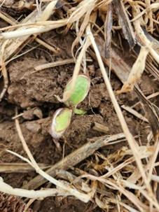 Young soybean seedling in crop residue showing early frost damage, with pale green cotyledons, slight discoloration along leaf edges, and emerging growth continuing despite cold stress.